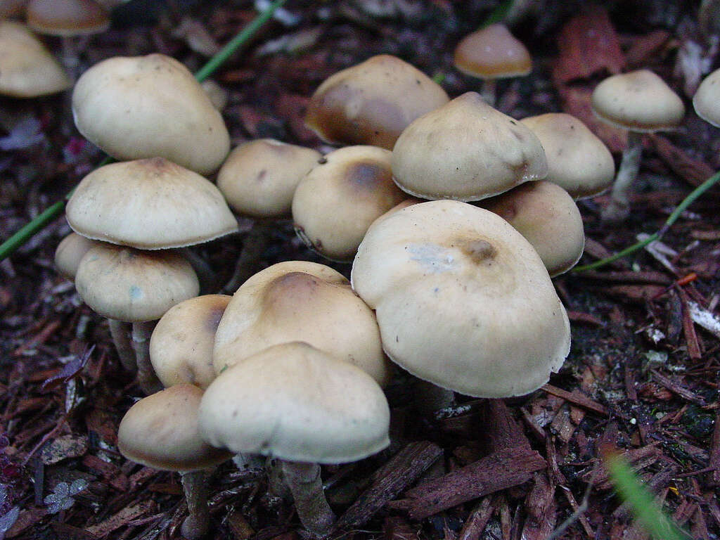 Image of Psilocybe ovoideocystidiata Guzmán & Gaines 2007