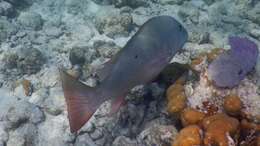 Image of Mutton Snapper