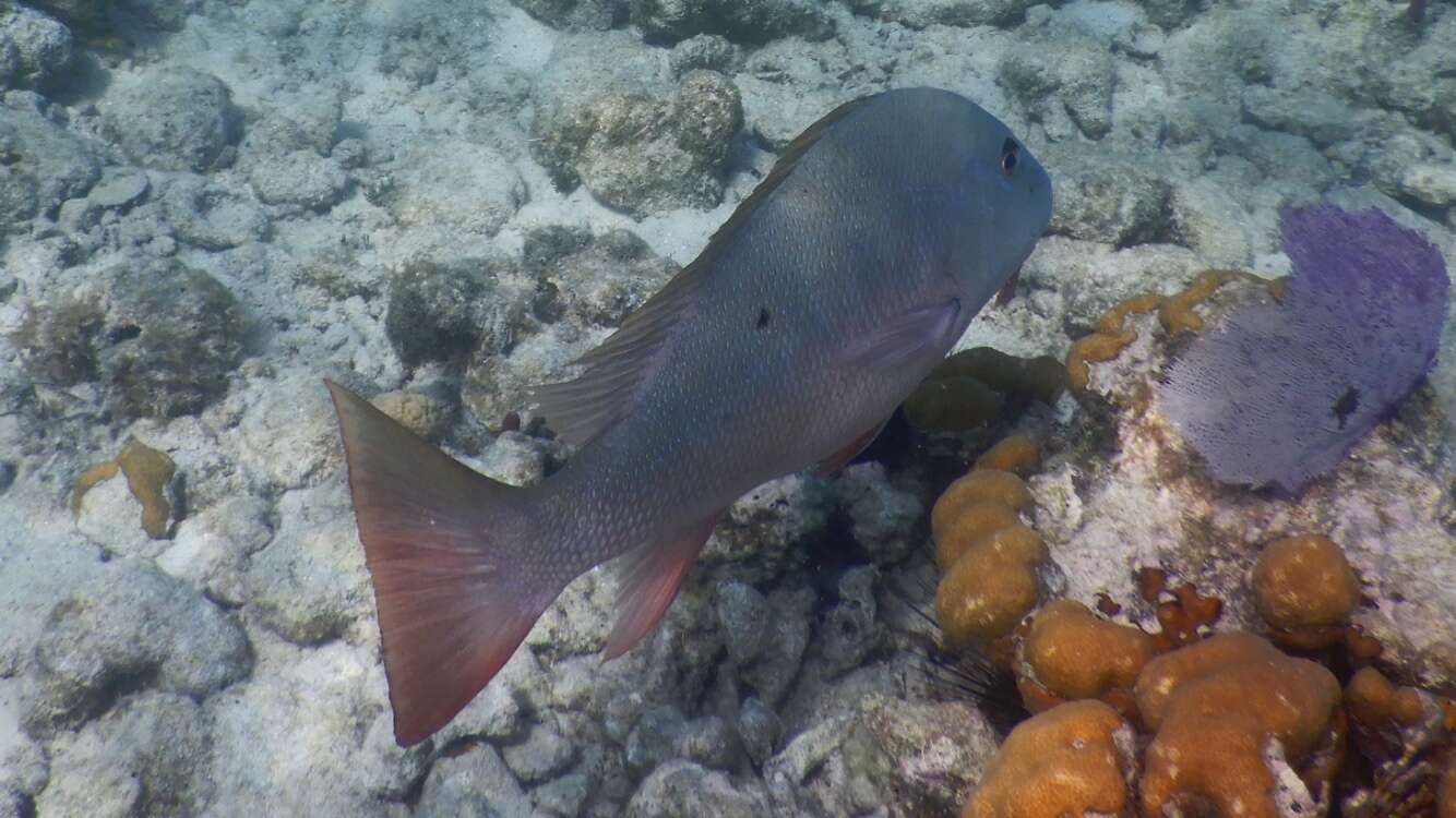 Image of Mutton Snapper