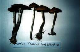 Image of Psilocybe ovoideocystidiata Guzmán & Gaines 2007