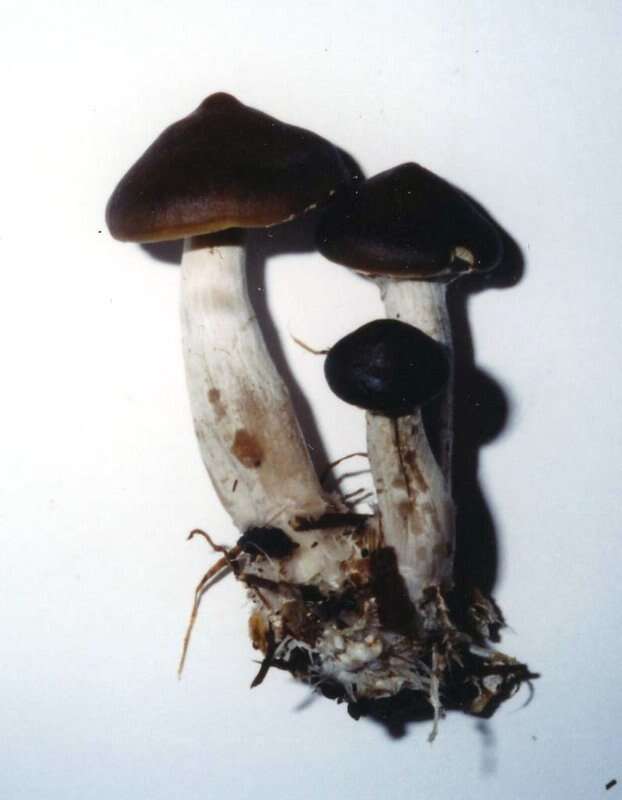 Image of Psilocybe ovoideocystidiata Guzmán & Gaines 2007