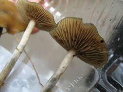 Image of Psilocybe ovoideocystidiata Guzmán & Gaines 2007