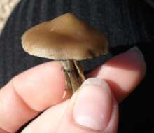 Image of Psilocybe ovoideocystidiata Guzmán & Gaines 2007