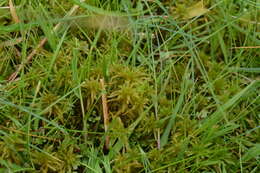 Image of Contorted sphagnum moss