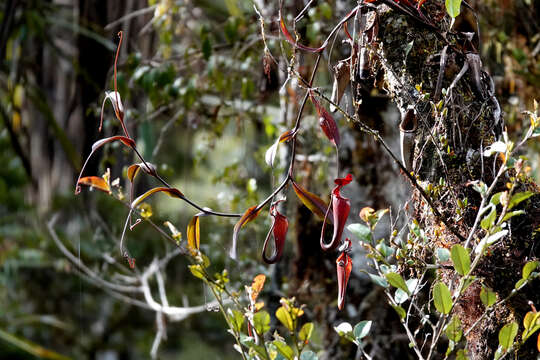 Image of Nepenthes maxima Reinw. ex Nees