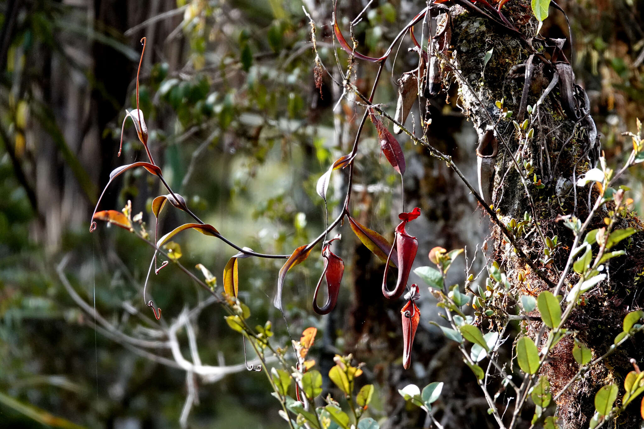 Image of Nepenthes maxima Reinw. ex Nees