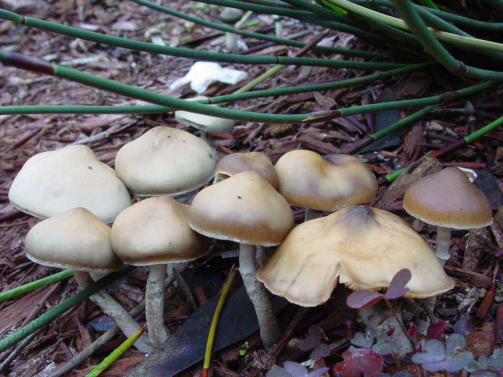 Image of Psilocybe ovoideocystidiata Guzmán & Gaines 2007