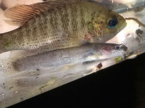 Image of Speckled madtom