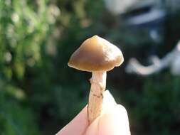 Image of Psilocybe ovoideocystidiata Guzmán & Gaines 2007