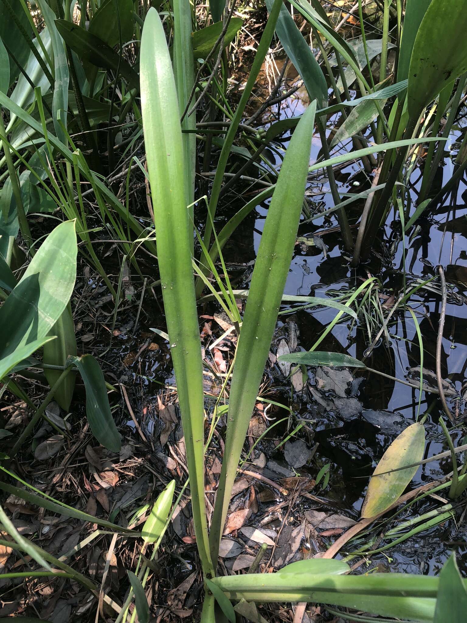 Image of Choctaw spiderlily