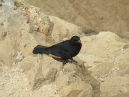 Image of Arabian Chestnut-winged Starling