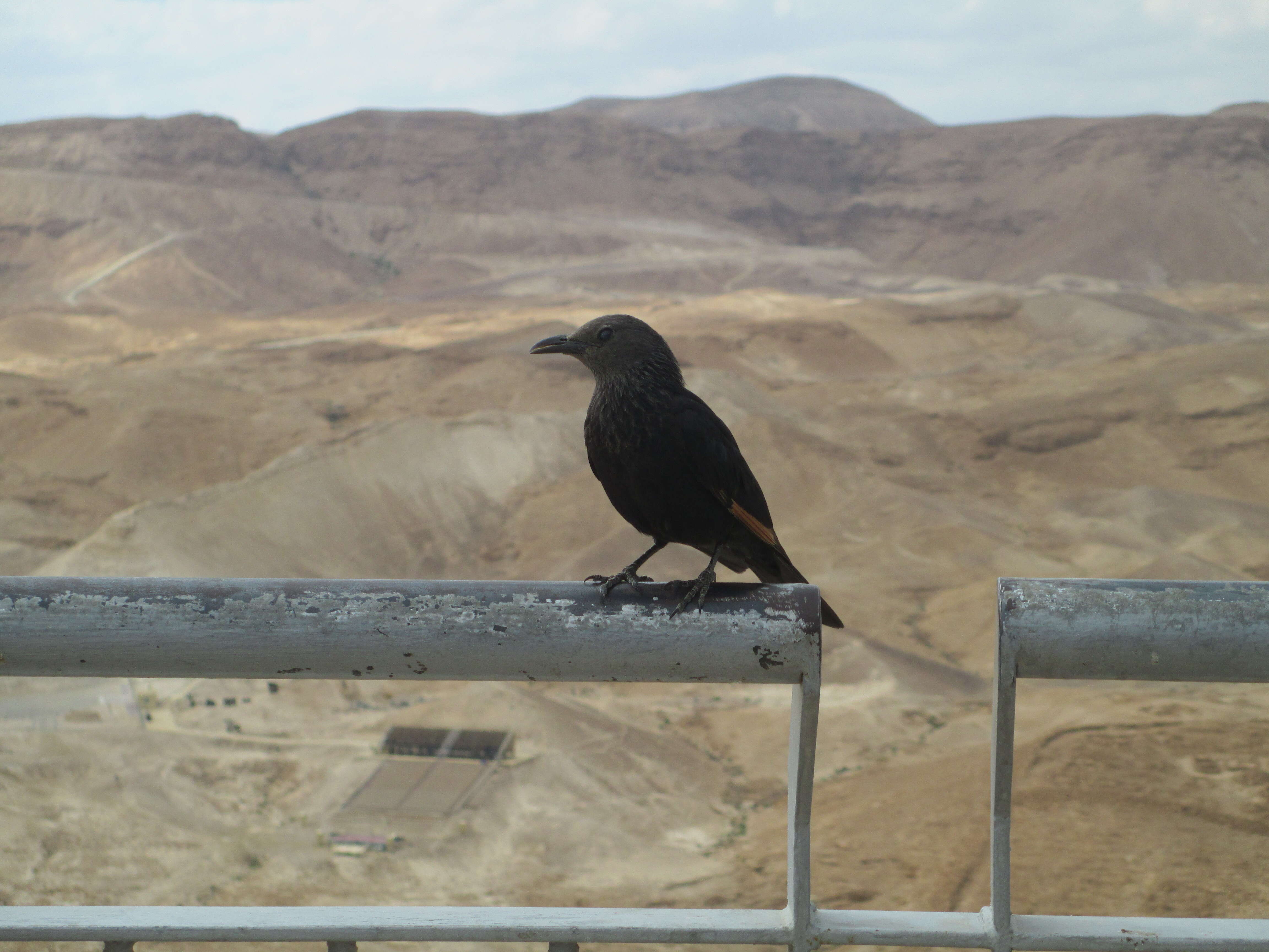 Image of Arabian Chestnut-winged Starling