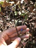 Orthrosanthus exsertus (R. C. Foster) Ravenna的图像