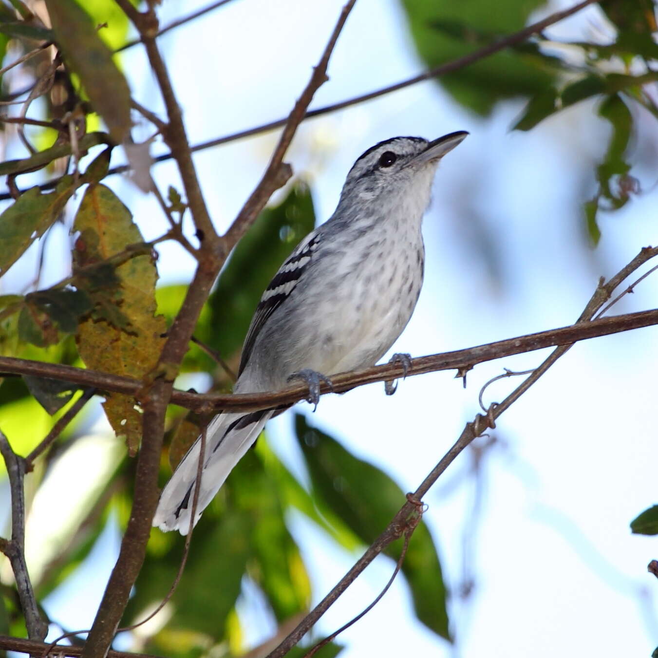 Image of Large-billed Antwren