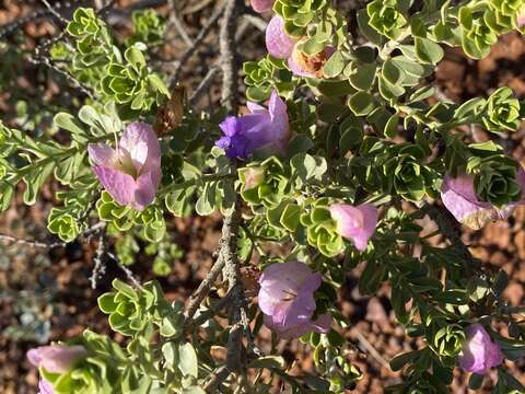 Image of Eremophila cuneifolia Kränzl.