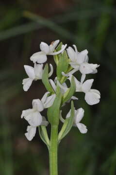 Image de Dactylorhiza romana subsp. romana