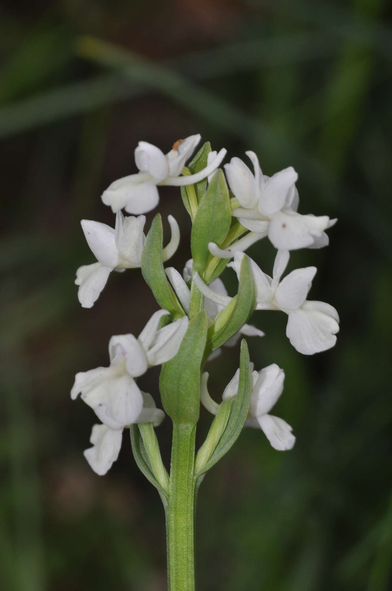 Image of Dactylorhiza romana subsp. romana