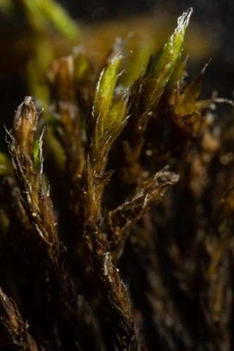 Image of grimmia dry rock moss