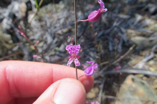 Image of Streptanthus glandulosus subsp. hoffmanii (Kruckeberg) M. Mayer & D. W. Taylor