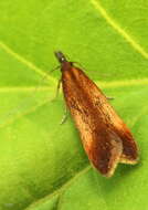 Image of Dichomeris ustalella Fabricius 1794