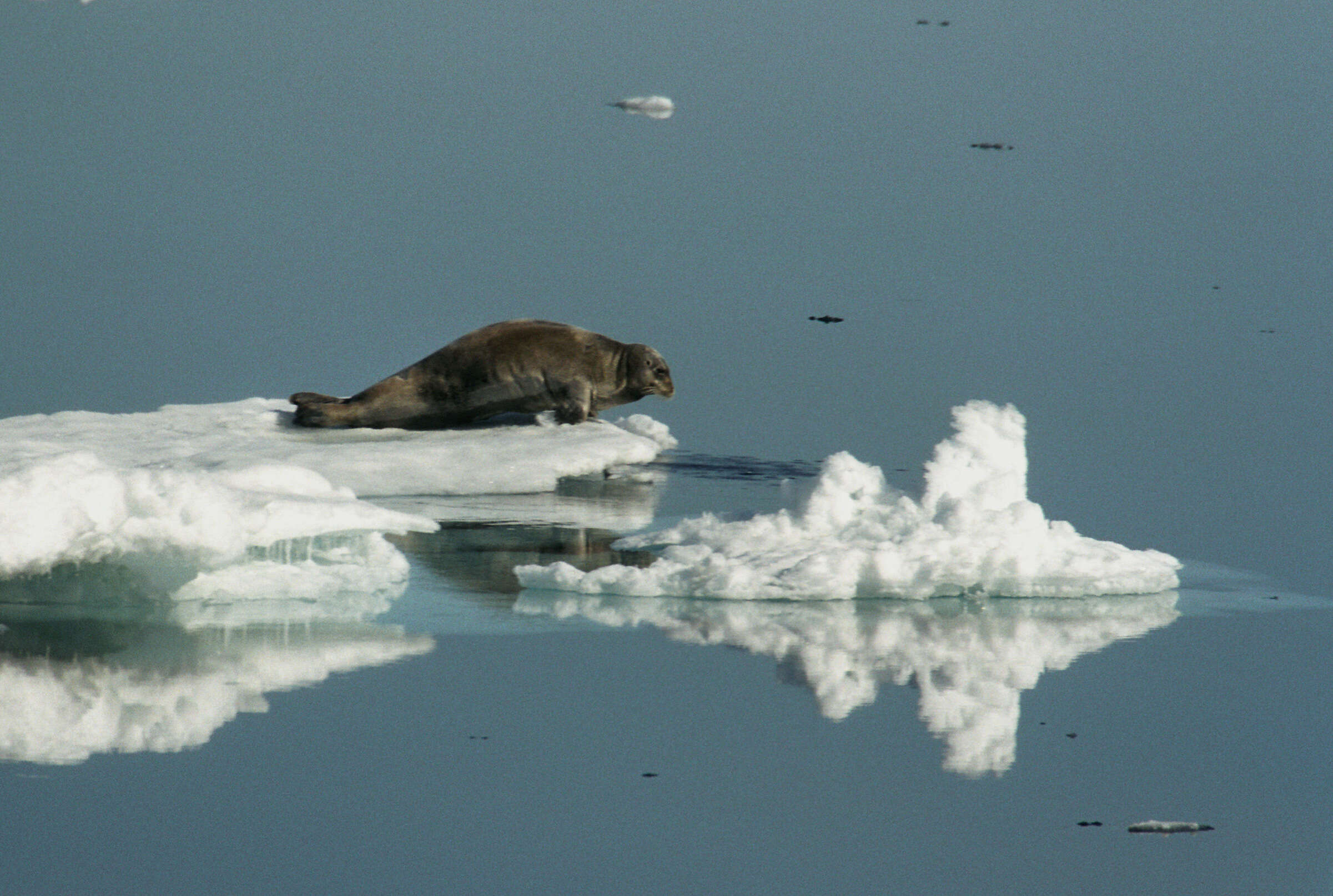 Image of bearded seal