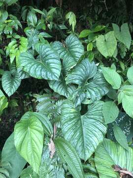 Image of Philodendron mamei André