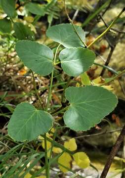 Image of Broad-leaved Sermountain