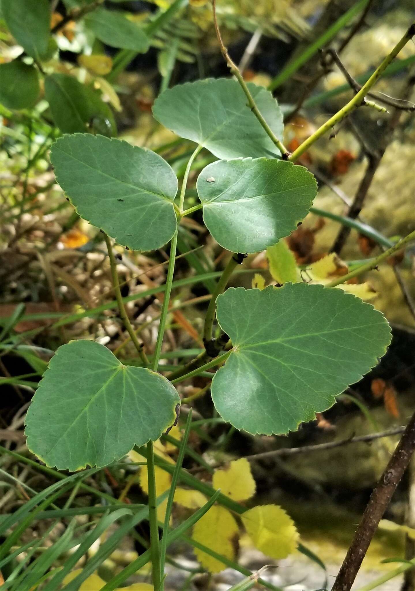Image of Broad-leaved Sermountain