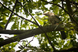 Psilopogon lineatus (Vieillot 1816) resmi