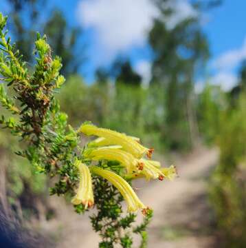 Image of Erica glandulosa Thunb.