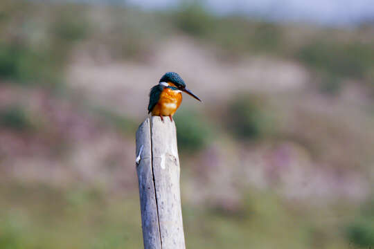 Image of Common Kingfisher