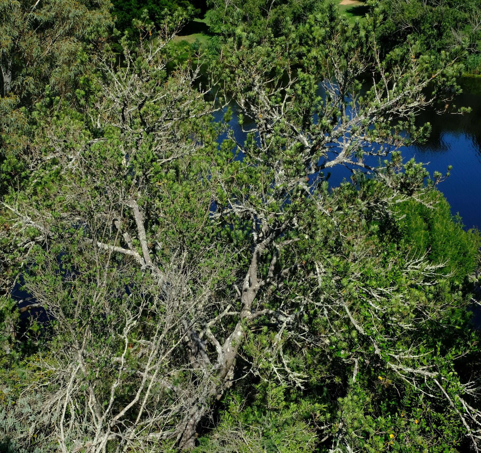 Image of Breede River Yellowwood