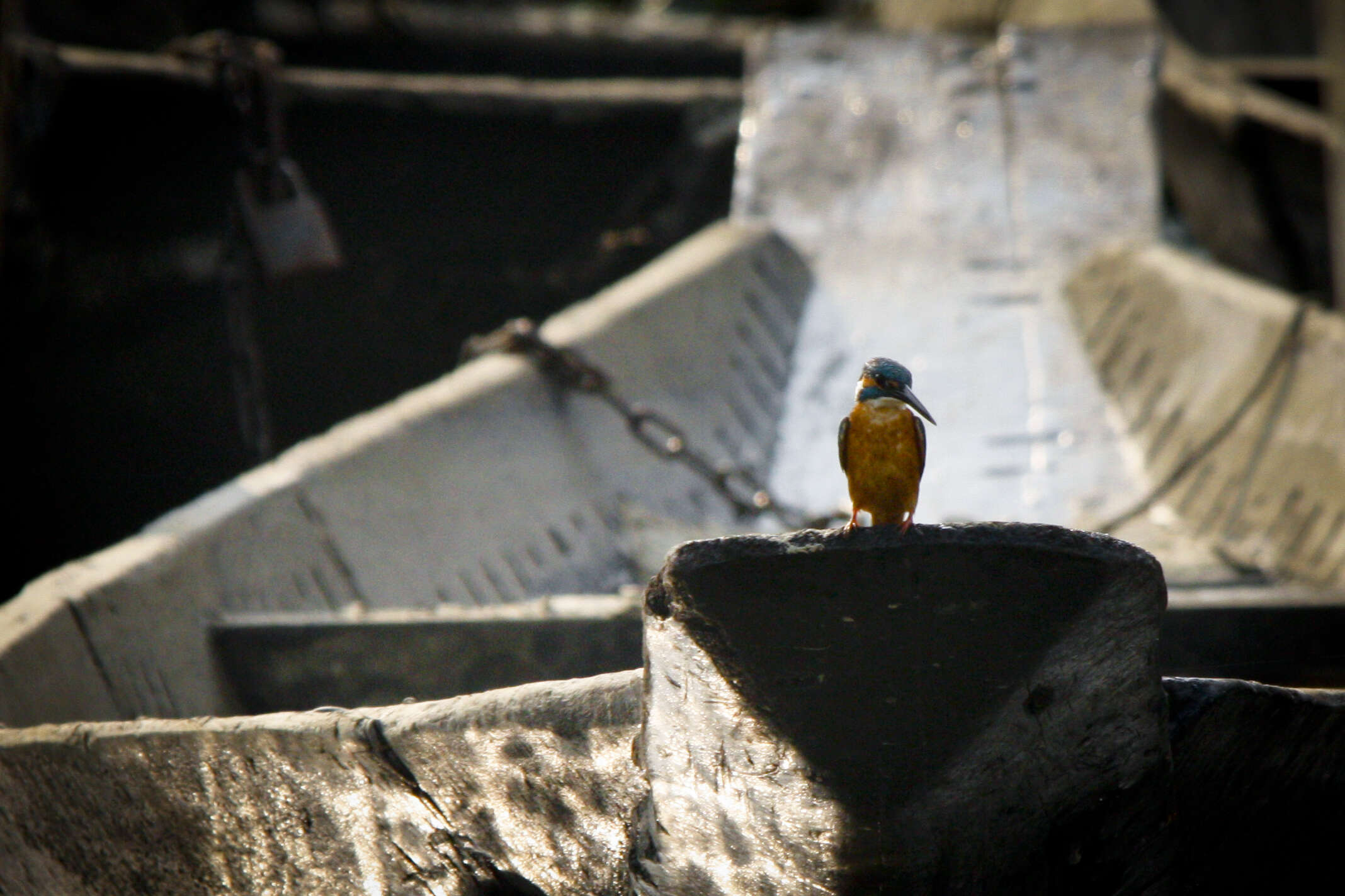 Image of Common Kingfisher