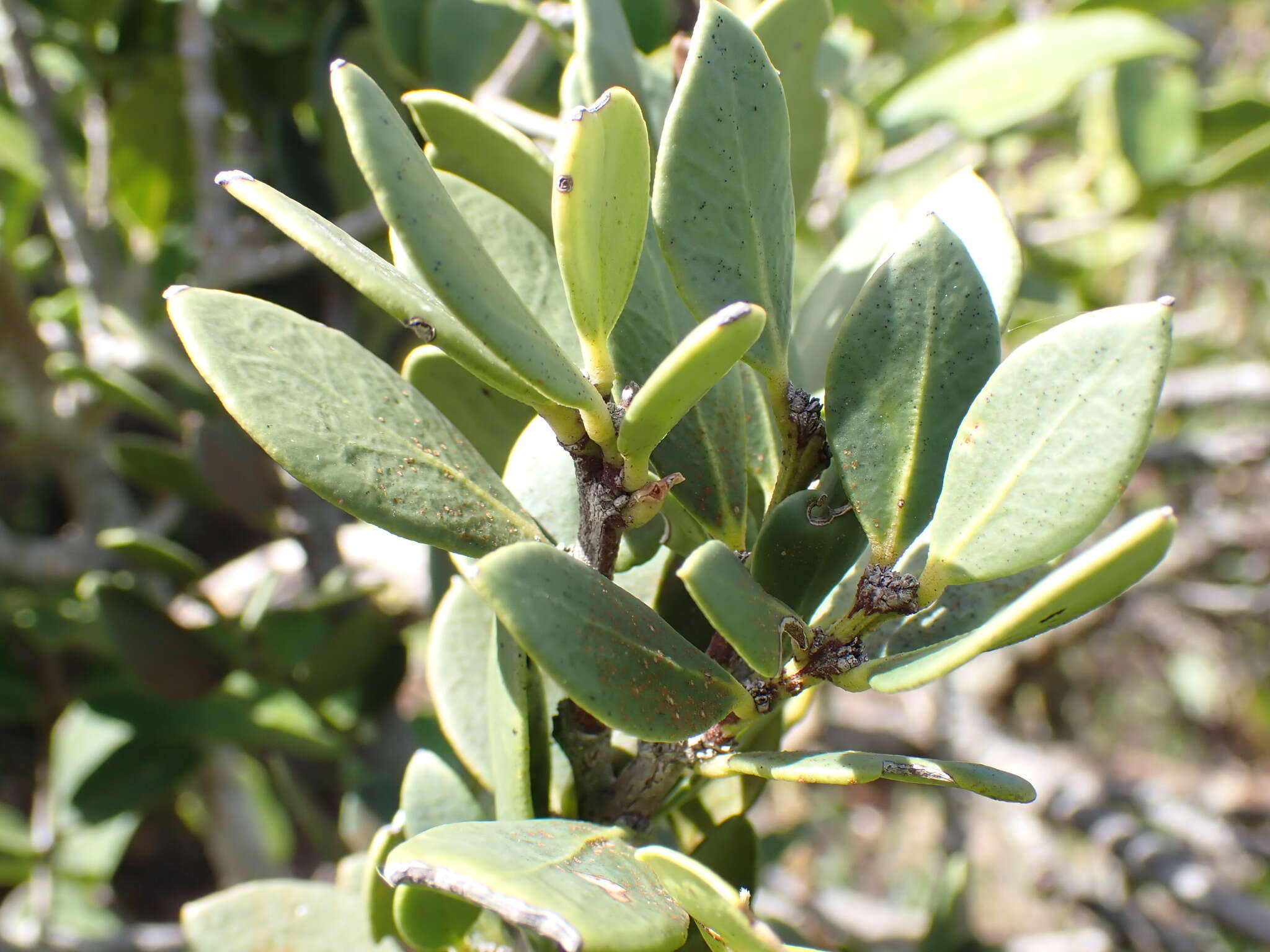 Image de Robsonodendron maritimum (Bolus) R. H. Archer