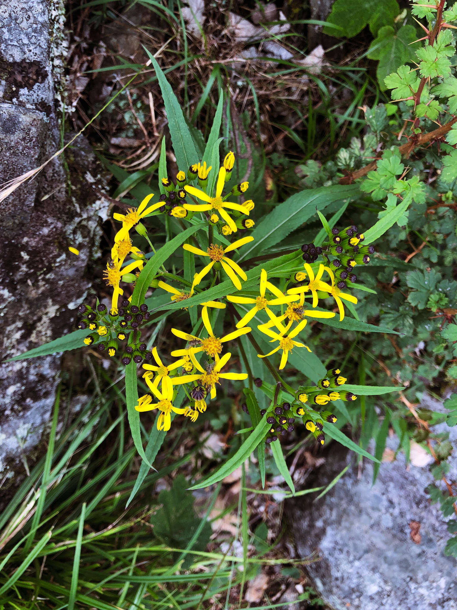 Plancia ëd Senecio morrisonensis var. dentatus Kitam.