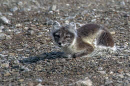 Image of Arctic Fox