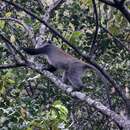 Image of Moloney's White-collared Monkey