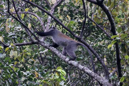 Image of Cercopithecus mitis moloneyi Sclater 1893