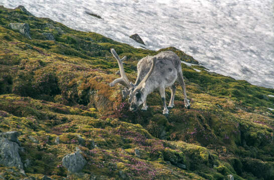 Image of Svalbard reindeer