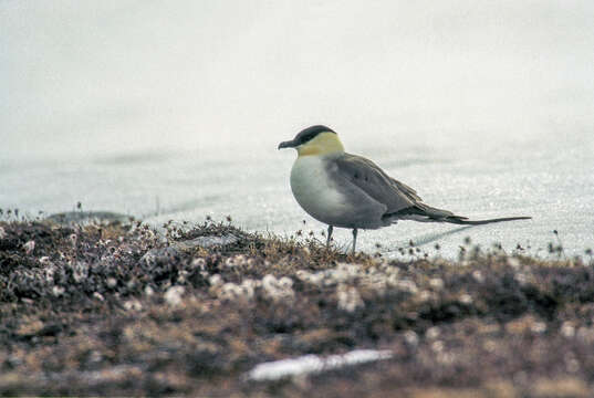 Image of Long-tailed Jaeger