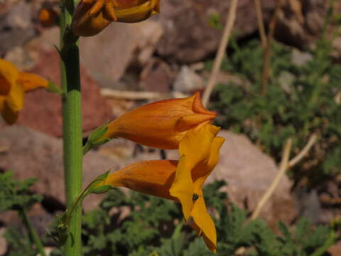 Image of Argylia potentillifolia DC.