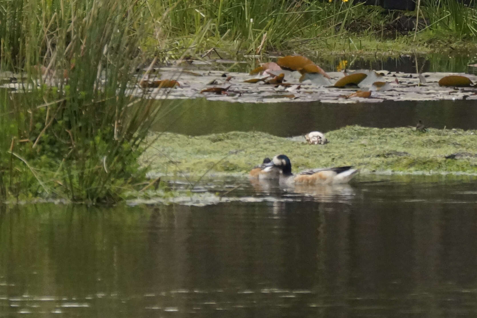 Image of Chiloe Wigeon