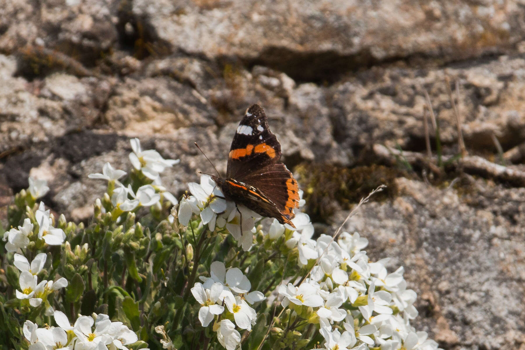 Image de Arabette des Alpes