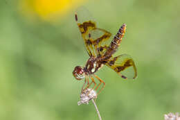 Image of Eastern Amberwing