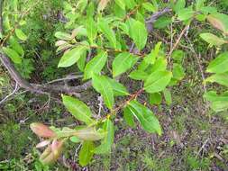 Image of Salix taraikensis Kimura