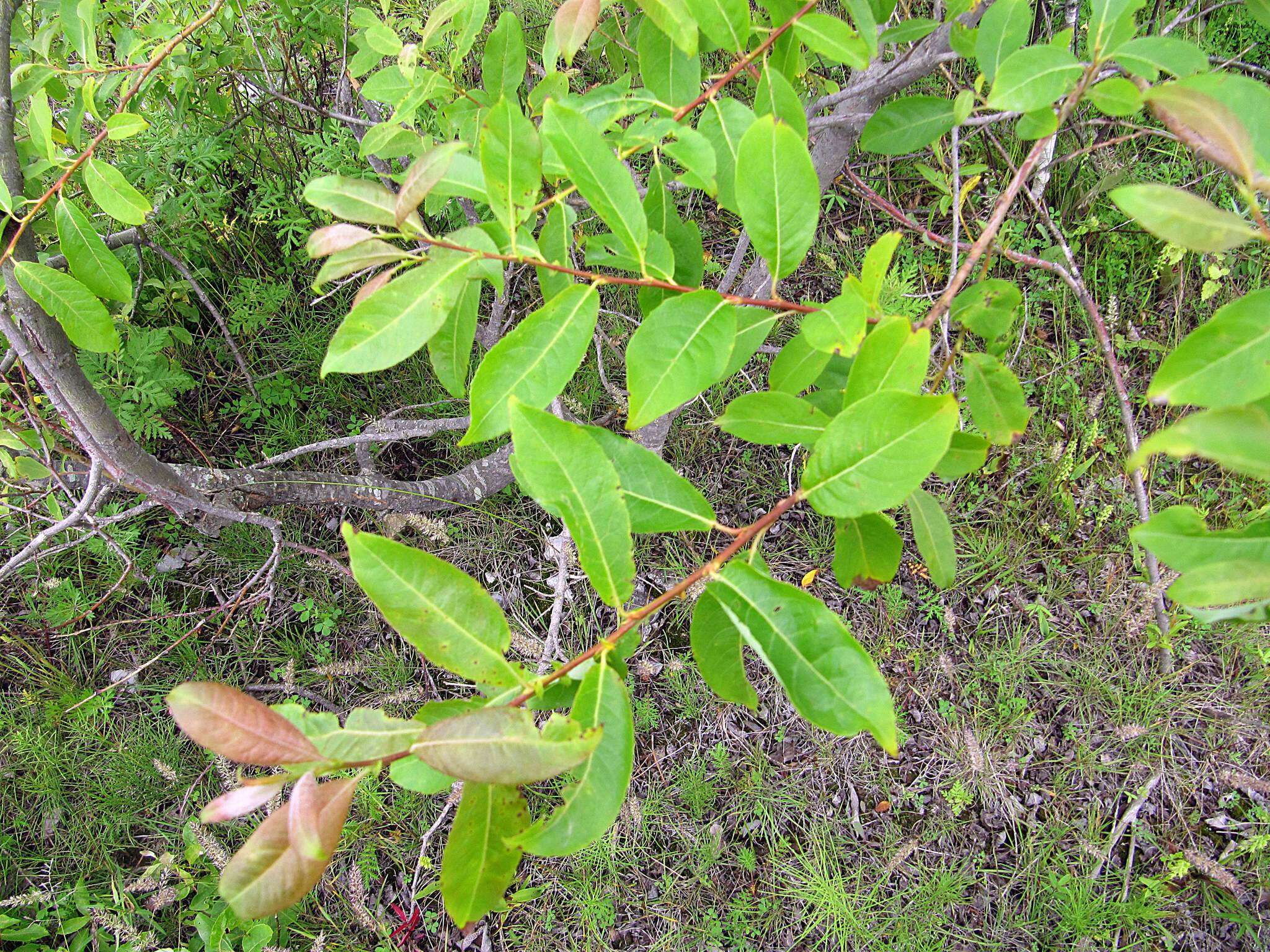 Image of Salix taraikensis Kimura