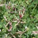 Sivun Astragalus suberosus subsp. haarbachii (Boiss.) Matthews kuva