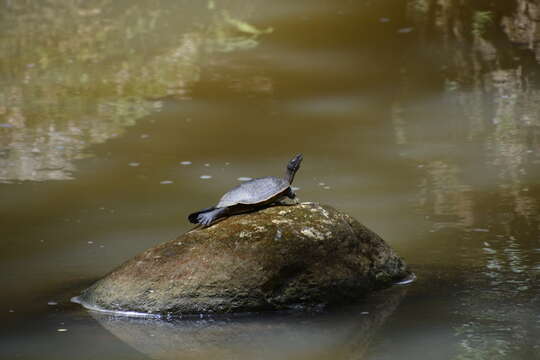 Image of Hispaniolan Slider Turtle