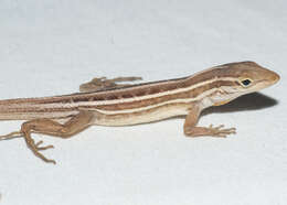 Image of Five-striped grass anole