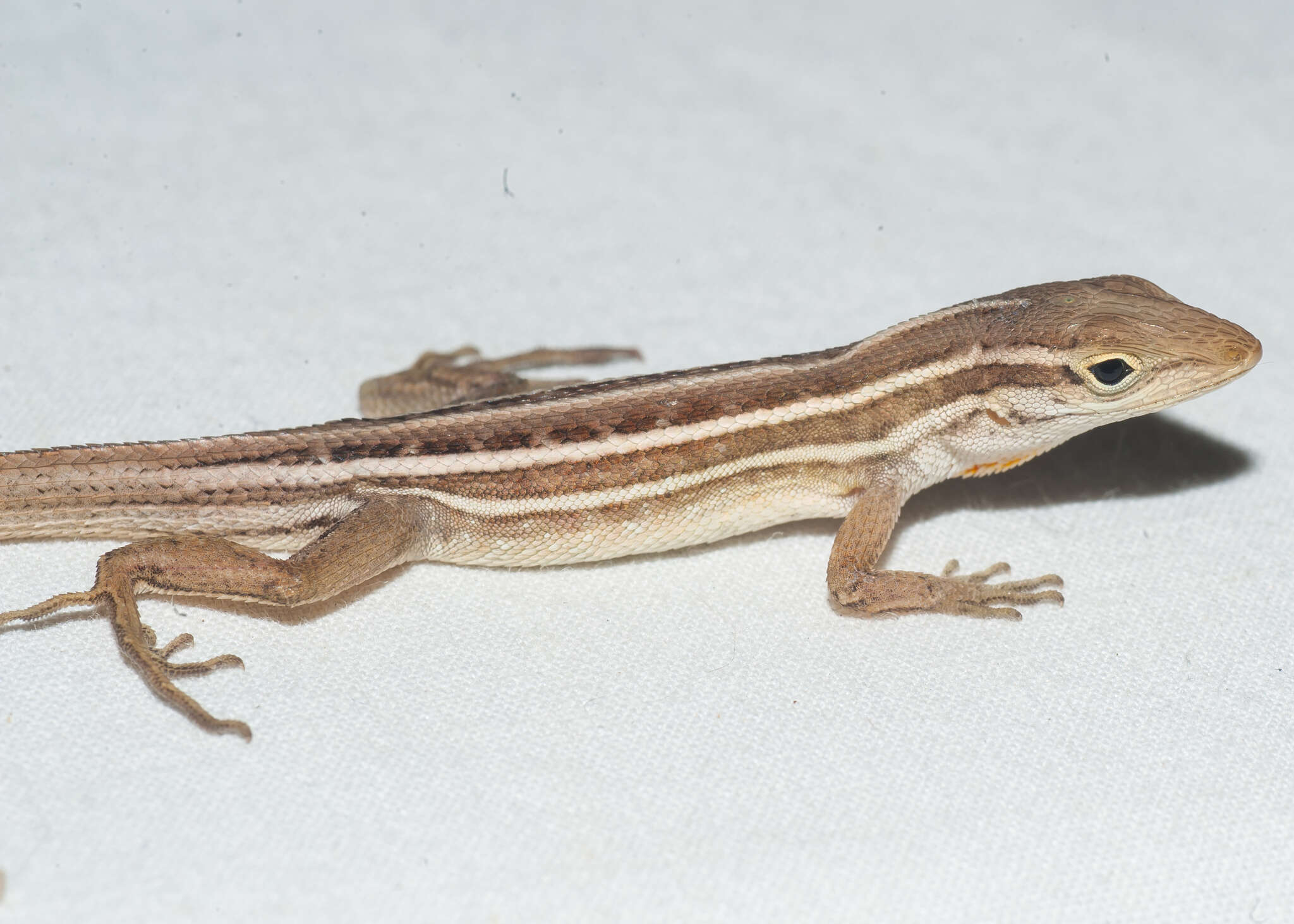 Image of Five-striped grass anole